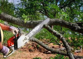 How Our Tree Care Process Works  in Litchfield Beach, SC